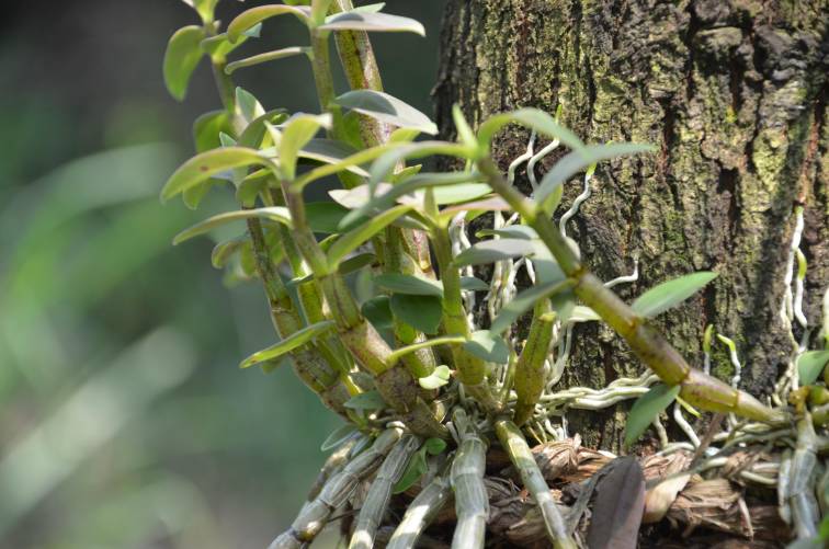 致富种植仙草视频_致富种植仙草图片_仙草种植致富