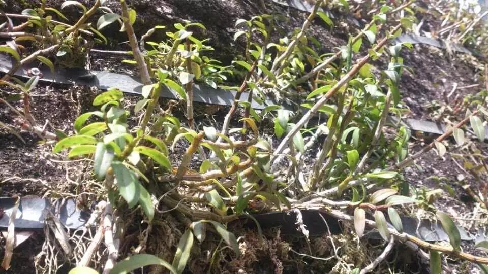 致富种植仙草视频_致富种植仙草图片_仙草种植致富