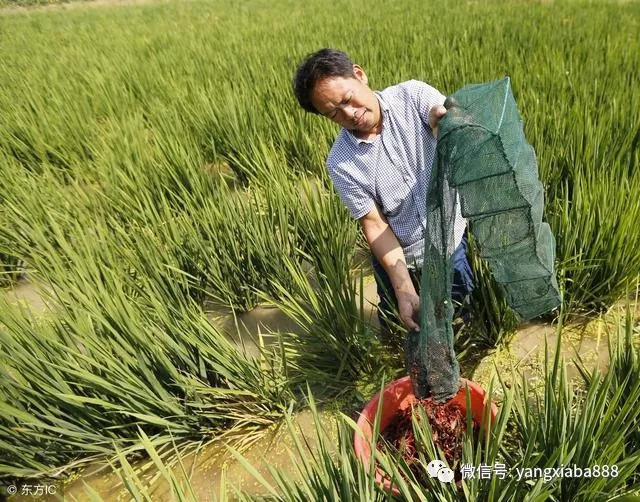 龙虾虾苗养殖技术视频_龙虾虾苗养殖技术视频_龙虾虾苗养殖技术视频