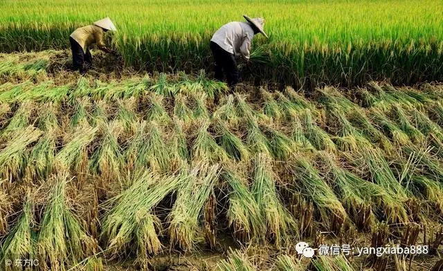 龙虾虾苗养殖技术视频_龙虾虾苗养殖技术视频_龙虾虾苗养殖技术视频