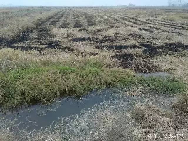 龙虾虾苗养殖技术视频_龙虾虾苗养殖技术视频_龙虾虾苗养殖技术视频