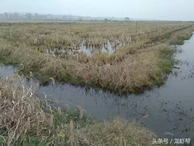 龙虾虾苗养殖技术视频_龙虾虾苗养殖技术视频_龙虾虾苗养殖技术视频