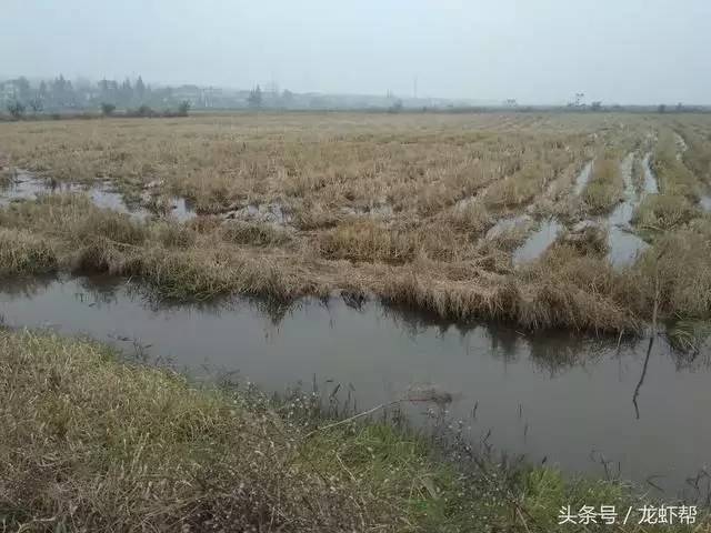 龙虾虾苗养殖技术视频_龙虾虾苗养殖技术视频_龙虾虾苗养殖技术视频