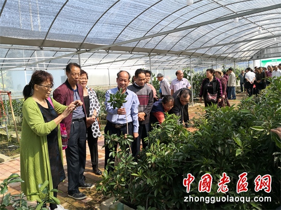 种植台湾莲雾致富_台湾莲雾什么时候上市_台湾莲雾的功效与作用