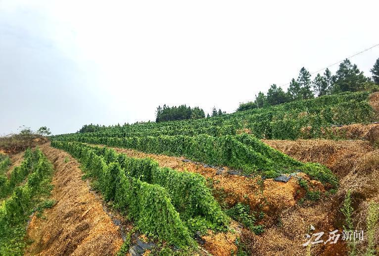 粉防己种植致富_粉防己种植致富_粉防己种植致富