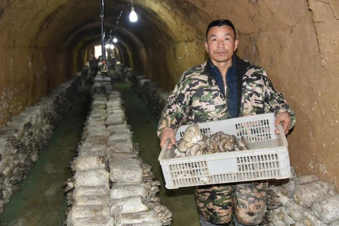 窑洞种植致富项目_窑洞适合种植药材_窑洞养殖