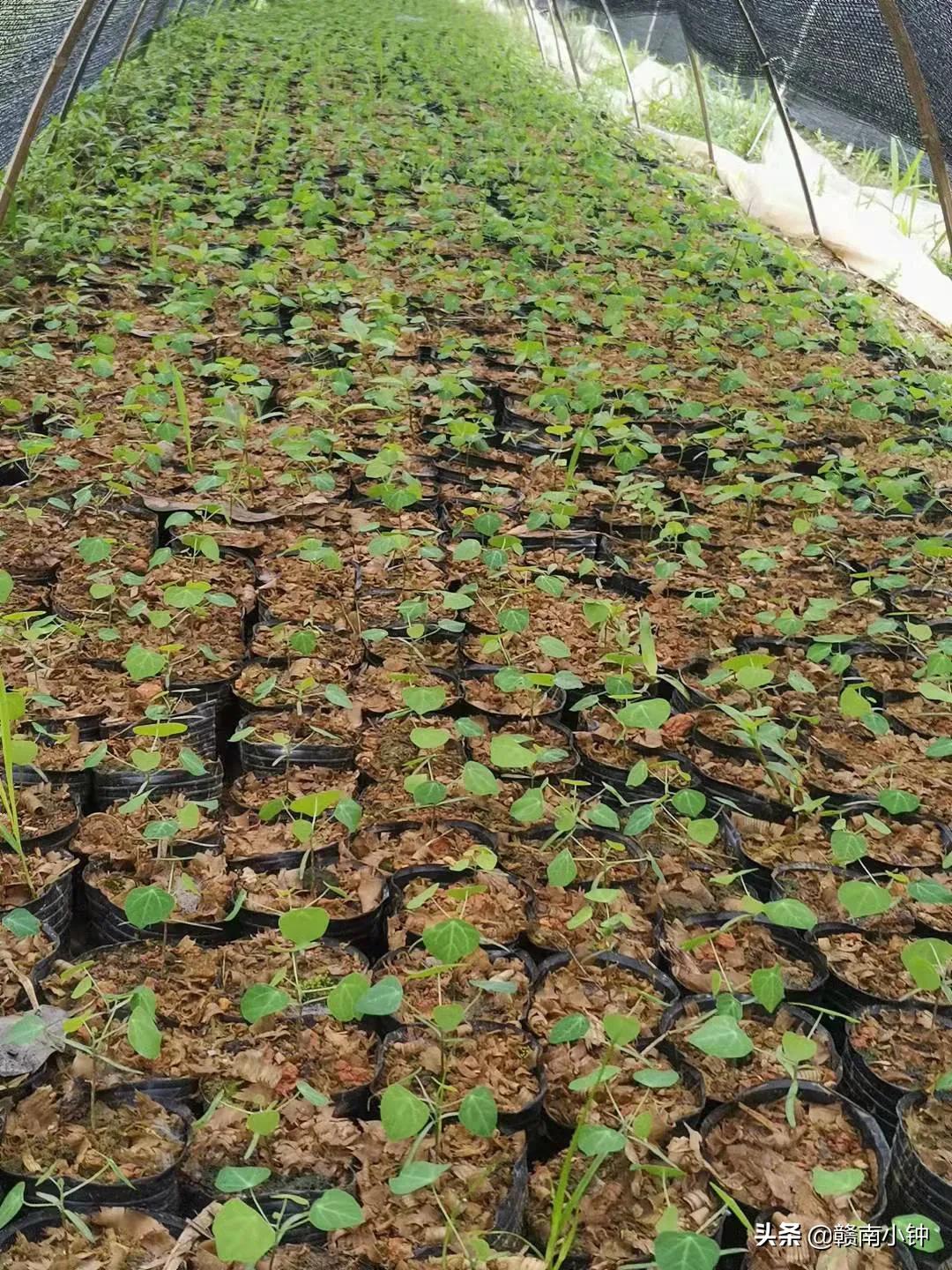 致富网农业种植药材_粉防己种植致富_种植致富经