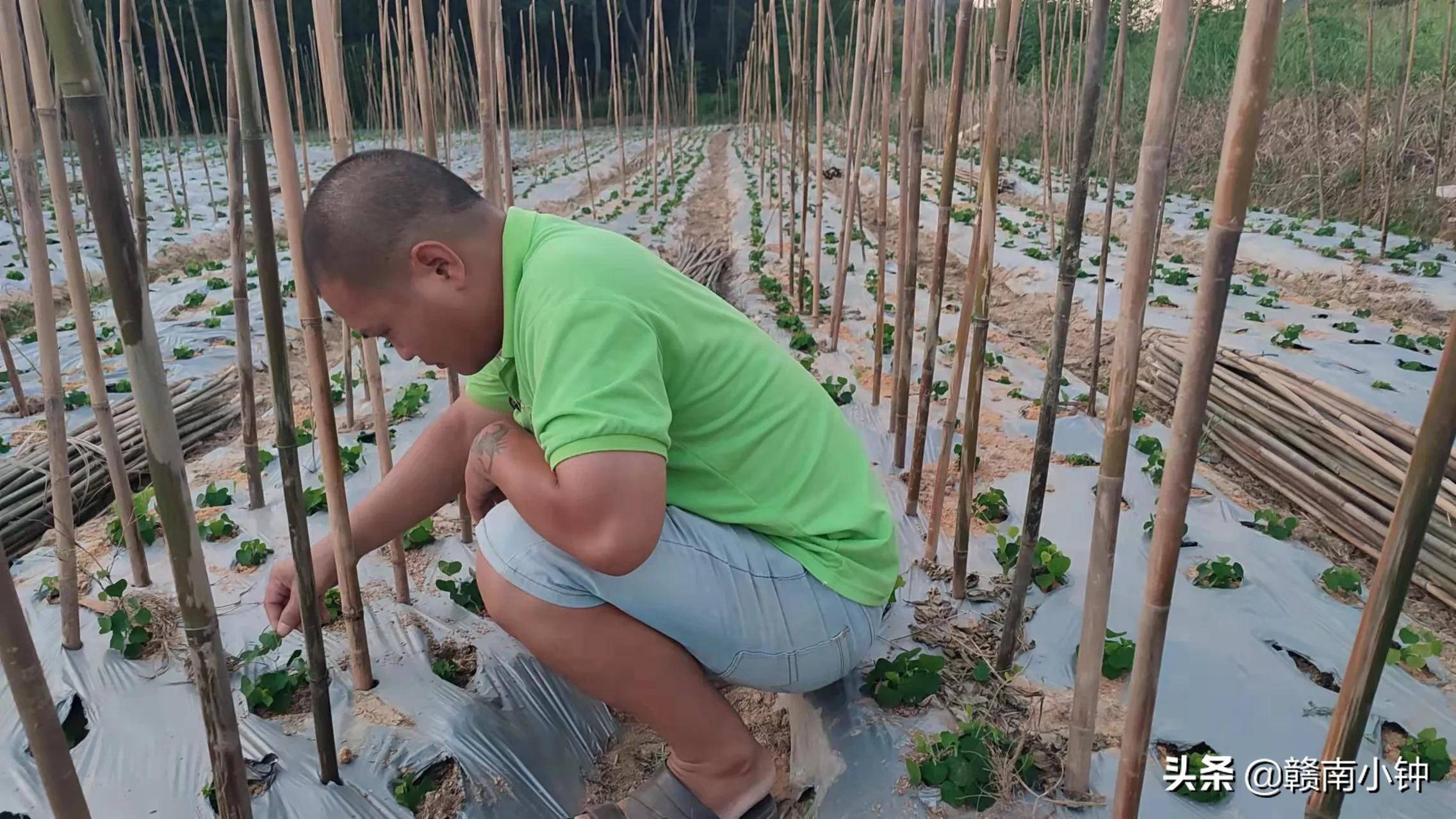 种植致富经_粉防己种植致富_致富网农业种植药材