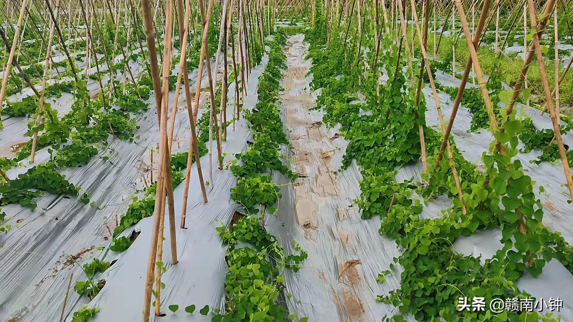 种植致富经_致富网农业种植药材_粉防己种植致富