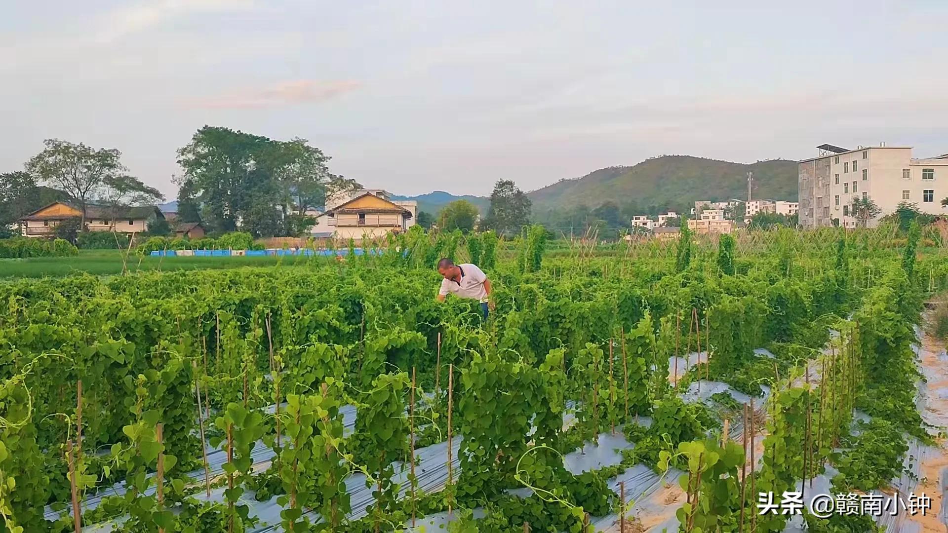 粉防己种植致富_种植致富经_致富网农业种植药材