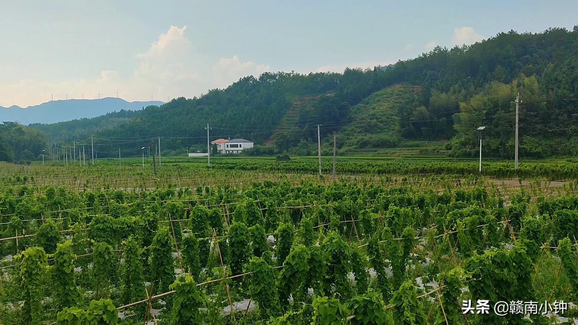 粉防己种植致富_致富网农业种植药材_种植致富经