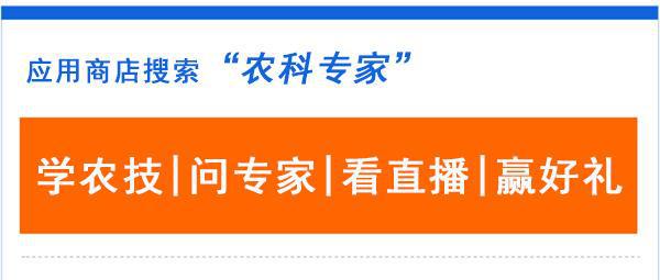 怎么样种植香瓜才能产量最佳_香瓜种植致富秘诀_怎样种植香瓜高产