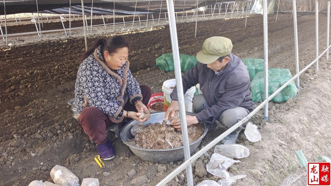 内溪乡:羊肚菌种植 助农致富增收