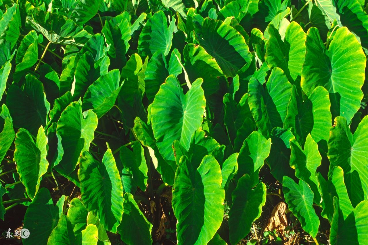 高良姜种植致富故事_高良姜种植技术_高良姜种植前景