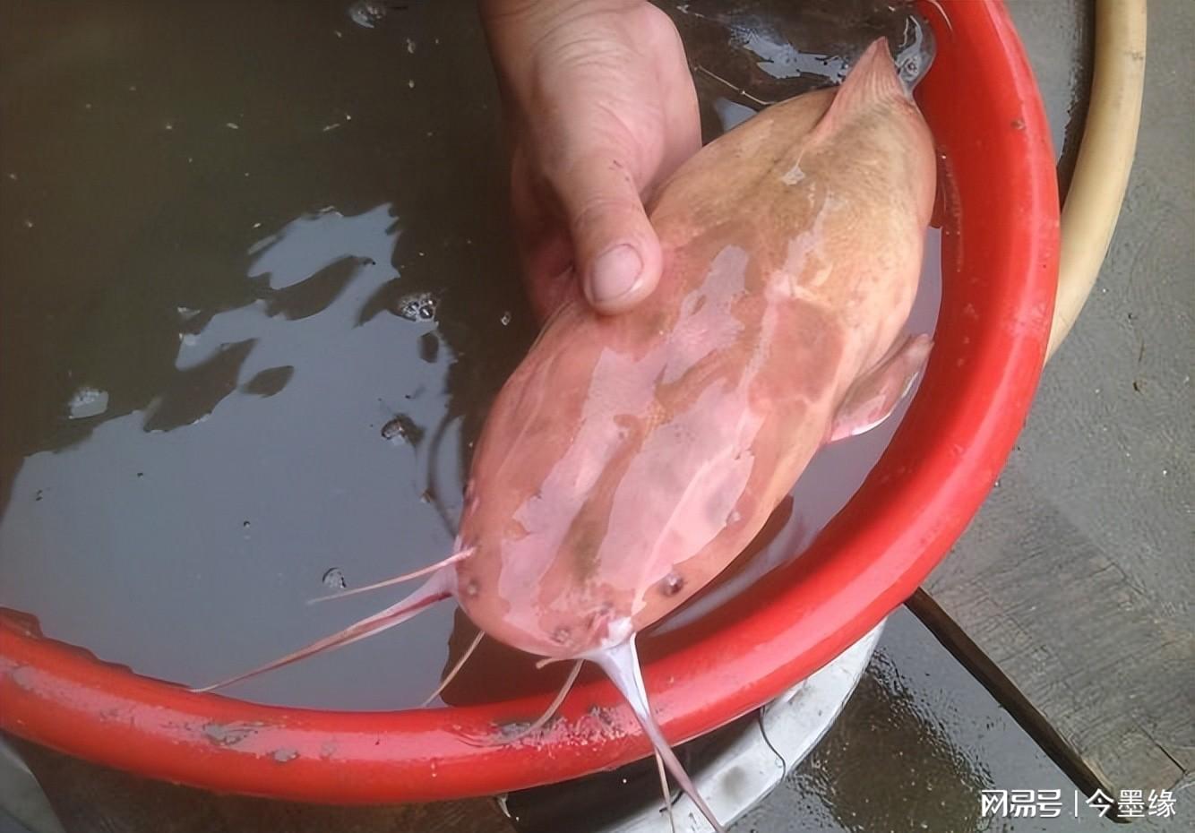 冬季鲶鱼用什么饵_鲶鱼冬天养殖技术_冬季鲶鱼生活在哪里