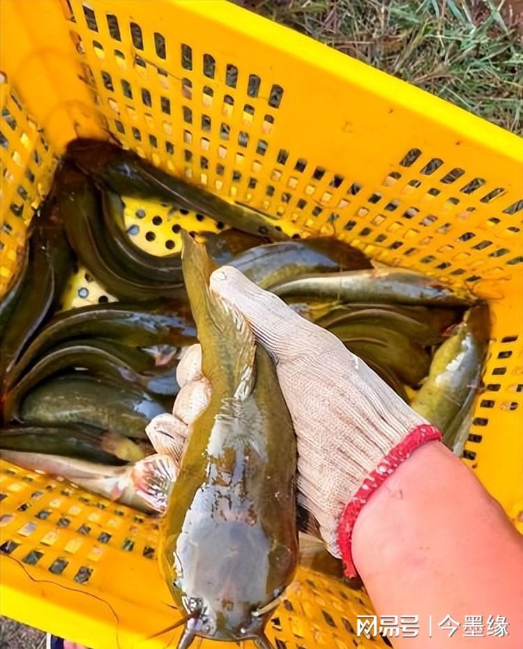 冬季鲶鱼用什么饵_冬季鲶鱼生活在哪里_鲶鱼冬天养殖技术