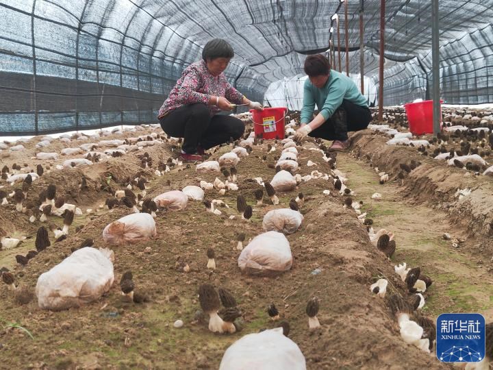 致富经羊肚菌节目视频_致富经羊肚菌高基盛_cctv7致富经羊肚菌视频