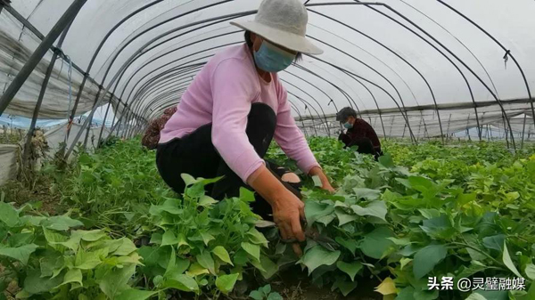 种植红薯致富忙_红薯致富经致富经视频_红薯致富经