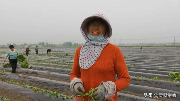 红薯致富经_红薯致富经致富经视频_种植红薯致富忙