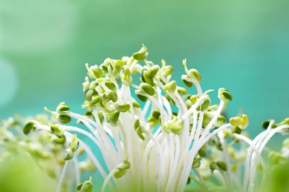 致富种植纸上芽苗菜怎么种_如何纸上种芽菜_纸上种植芽苗菜致富