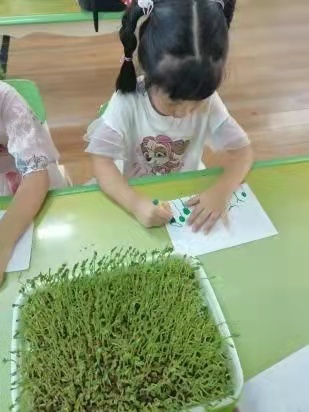 纸上种植芽苗菜致富_致富种植纸上芽苗菜怎么种_如何纸上种芽菜