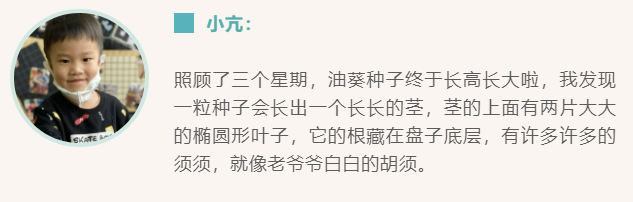 如何纸上种芽菜_致富种植纸上芽苗菜怎么种_纸上种植芽苗菜致富