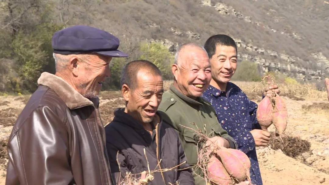 致富经红薯种植人_红薯种植致富故事_种植红薯致富忙