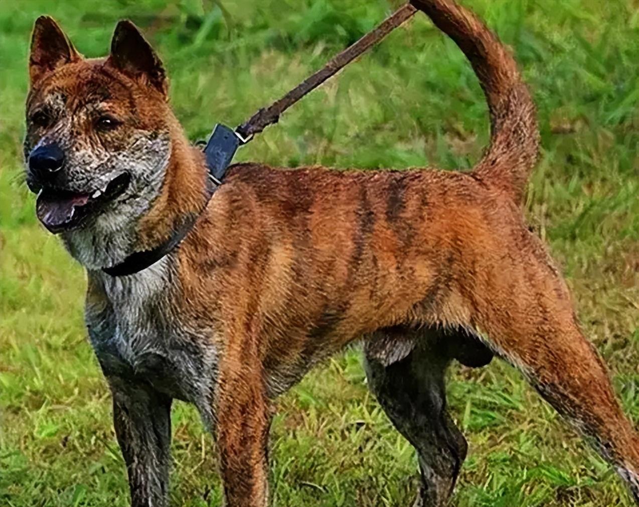 虎斑犬7大优点，怪不得养过的人，连连称赞