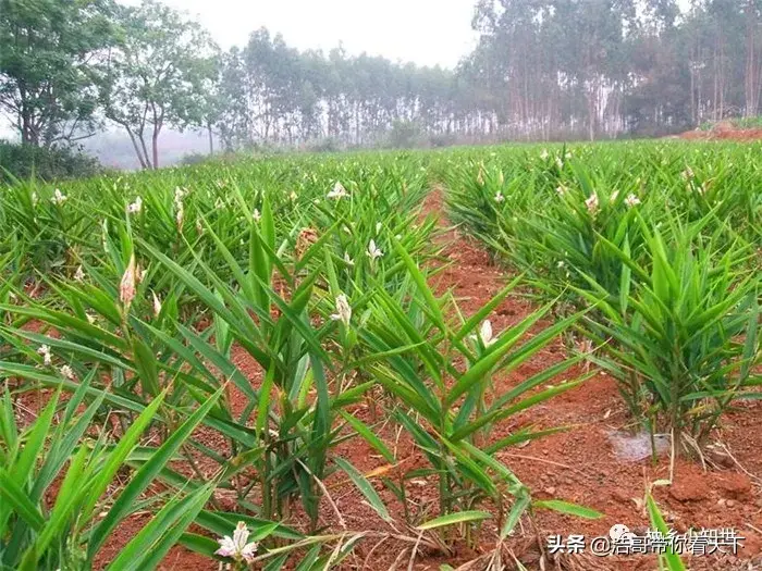 年需求量7千吨，种植量持续减小，却不见涨价，农民：不如种菠萝