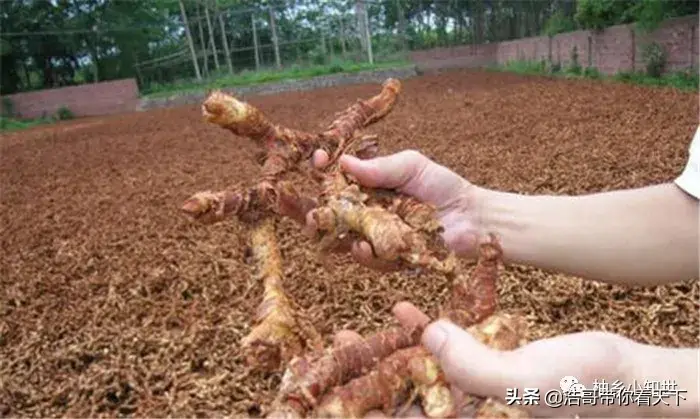 高良姜种植前景_高良姜种植致富故事_高良姜种植多少年有收入