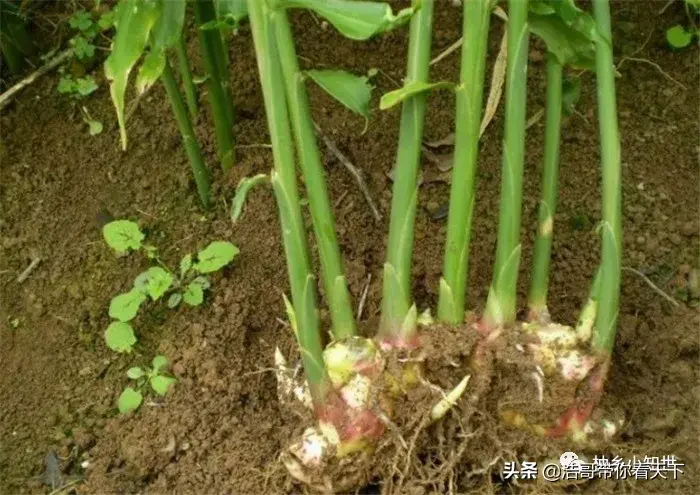 高良姜种植致富故事_高良姜种植前景_高良姜种植多少年有收入