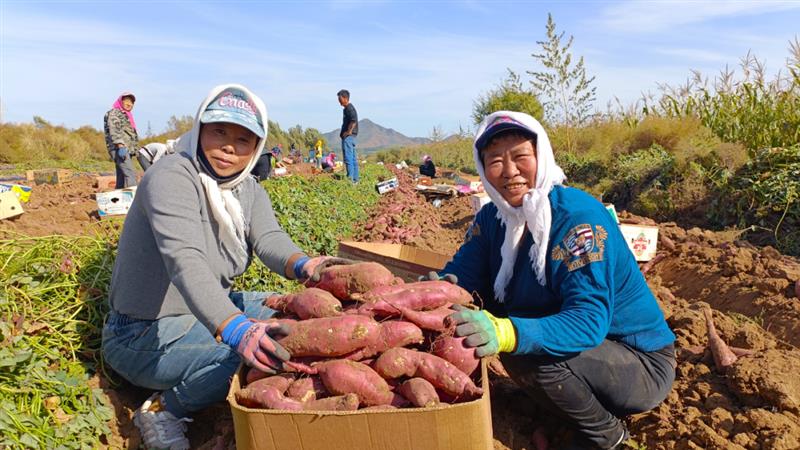 种植红薯致富忙_致富经红薯种植人_红薯苗致富