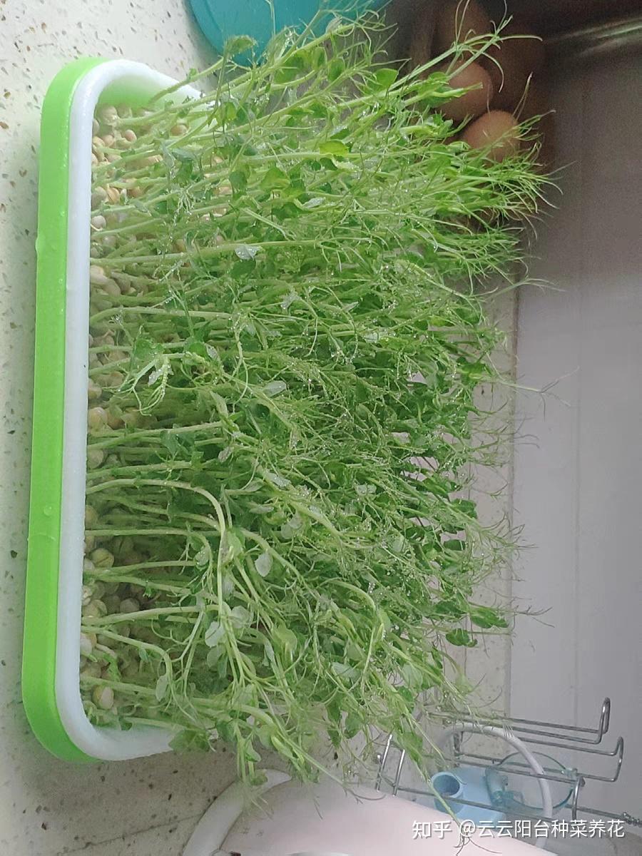 致富种植纸上芽苗菜怎么种_纸上种植芽苗菜致富_纸上种菜技术