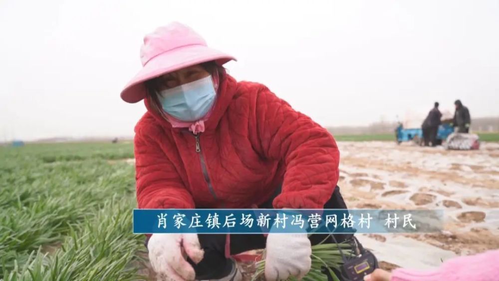 致富经韭菜种植_cctv7致富经官网韭菜种植技术_致富经韭菜