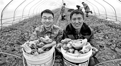 回乡种植野菜致富_农村种植野菜前景_农村种野菜能赚钱吗