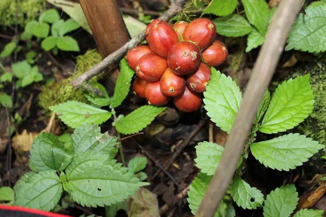 种植养殖致富项目_致富养殖好项目大全_致富养殖种植项目有哪些