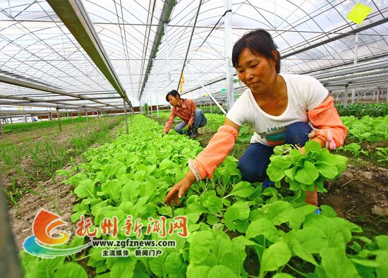 绿油西葫芦育苗技术：萝卜雕成“花”俏卖