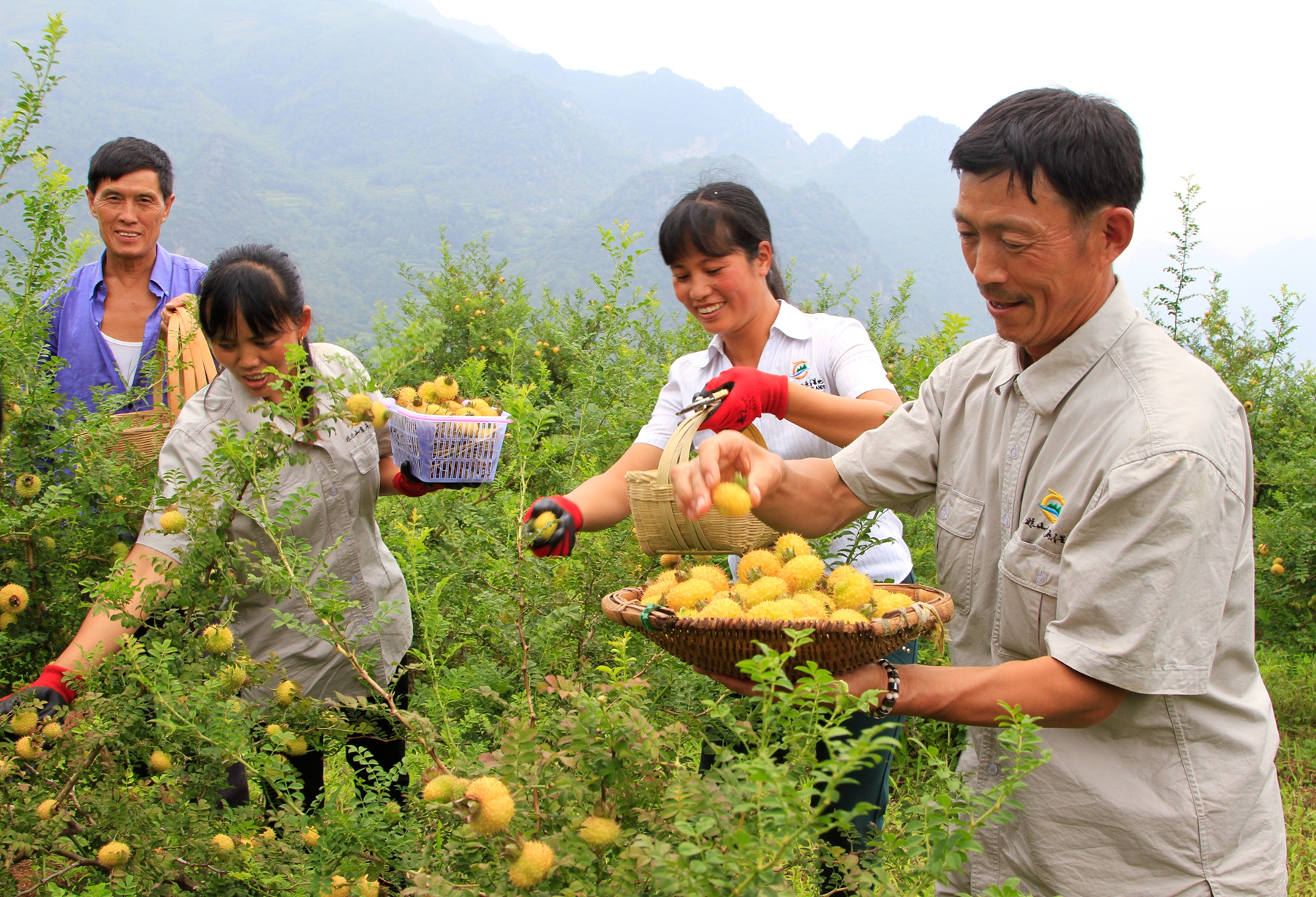 金玉兰养殖方法_金玉兰种植技术培训_金玉兰种植致富