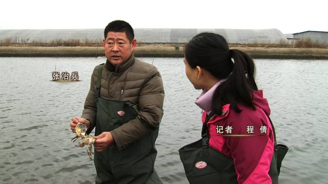 青岛梭子蟹多少钱一只_致富经青岛养梭子蟹_致富青岛养梭子蟹是真的吗