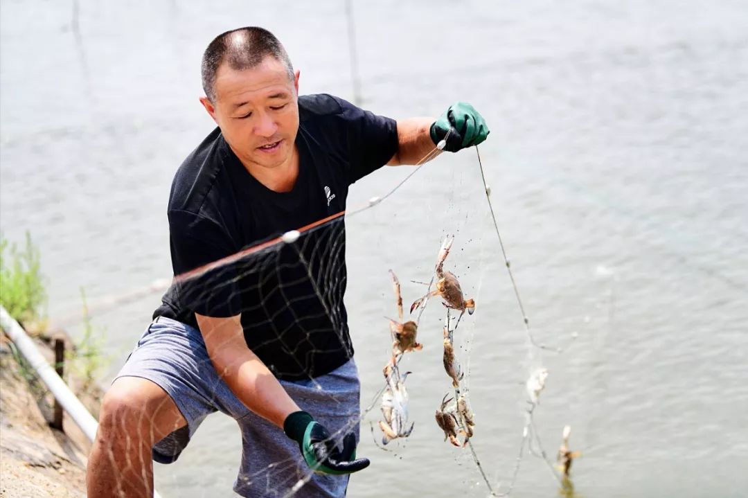 致富青岛养梭子蟹是真的吗_致富经青岛养梭子蟹_青岛梭子蟹多少钱一只