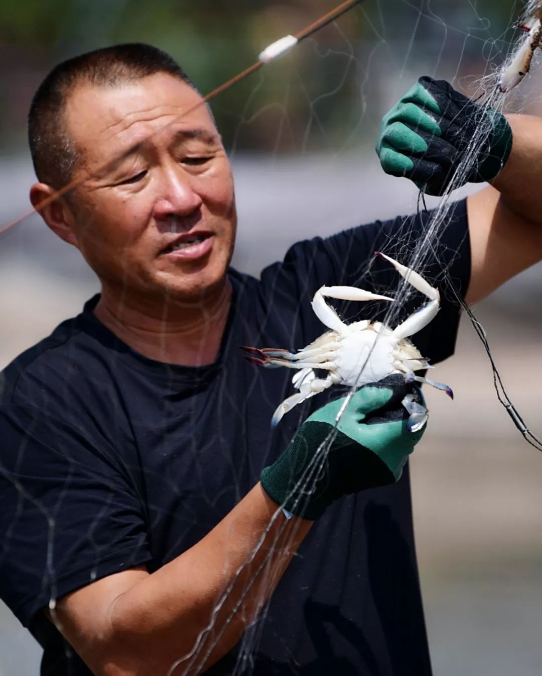 致富青岛养梭子蟹是真的吗_青岛梭子蟹多少钱一只_致富经青岛养梭子蟹