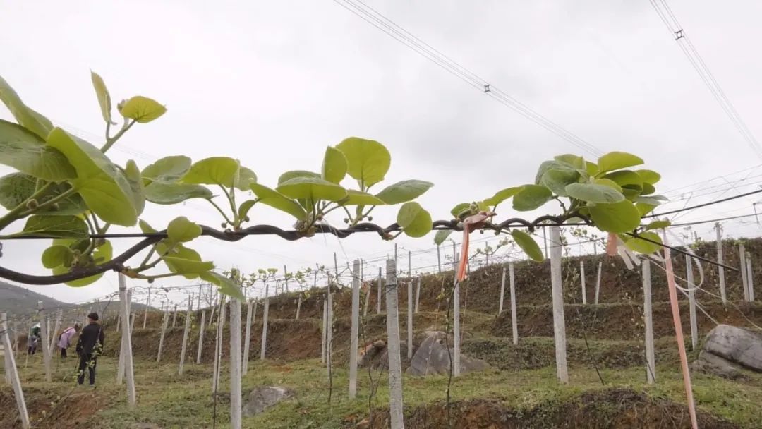 养殖沙牛挣钱吗_养殖致富沙牛_致富经沙牛养殖视频