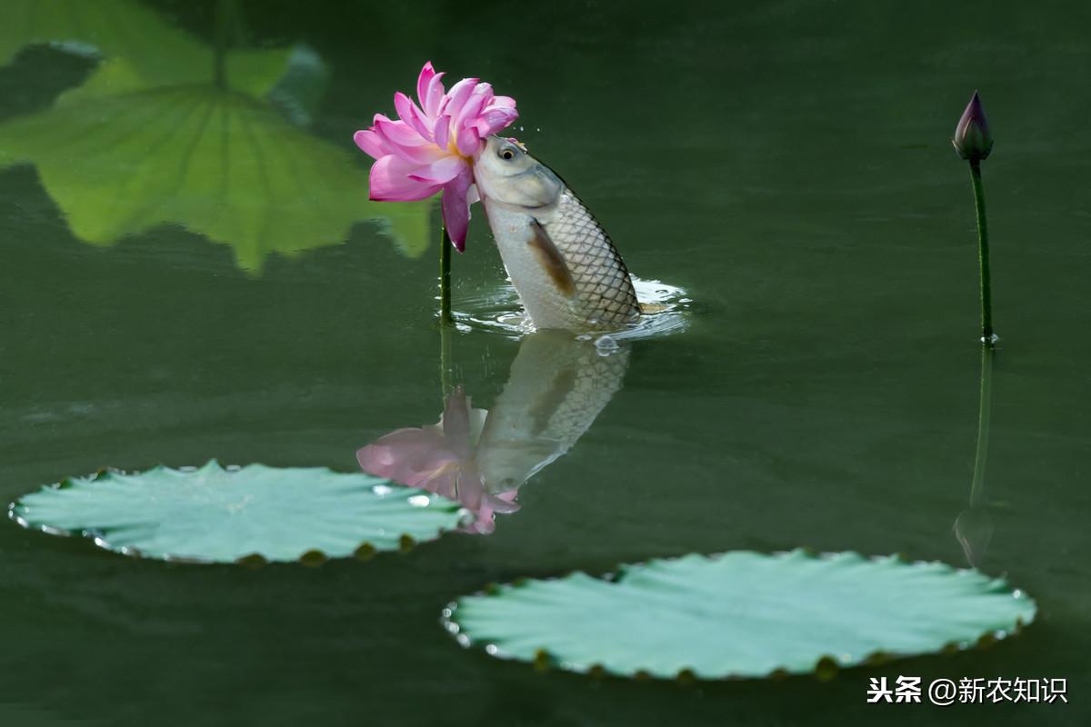 草鱼寸片养殖技术_片草鱼的技巧_草鱼养殖技术视频高清