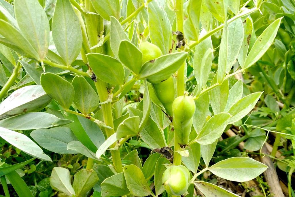 花椰菜是冬季上市的主要蔬菜_花椰菜冬季种植技术_冬季种植技术花椰菜技术要点