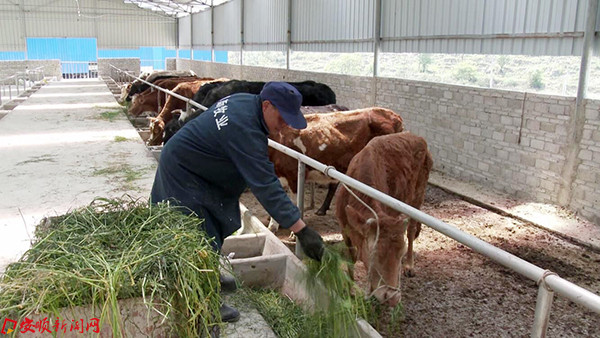 致富养殖沙牛视频_养殖沙牛挣钱吗_养殖致富沙牛