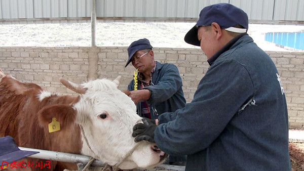 养殖致富沙牛_致富养殖沙牛视频_养殖沙牛挣钱吗