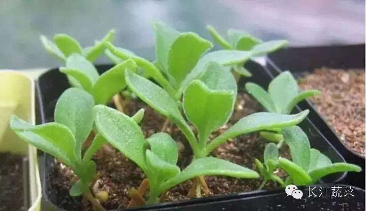 冰草种植视频教程_冰草种植技术视频_怎样种植冰草视频