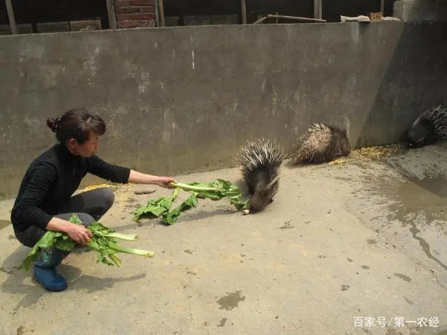 养殖豪猪赚钱吗_致富养殖农村豪猪图片_农村养殖豪猪致富