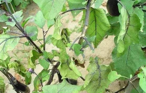 冬瓜高产种植技术视频_冬瓜种植高产技术_青冬瓜种植技术