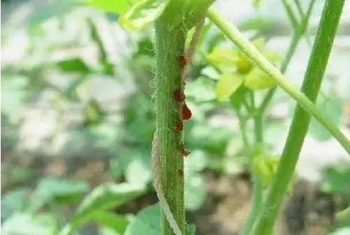 青冬瓜种植技术_冬瓜高产种植技术视频_冬瓜种植高产技术